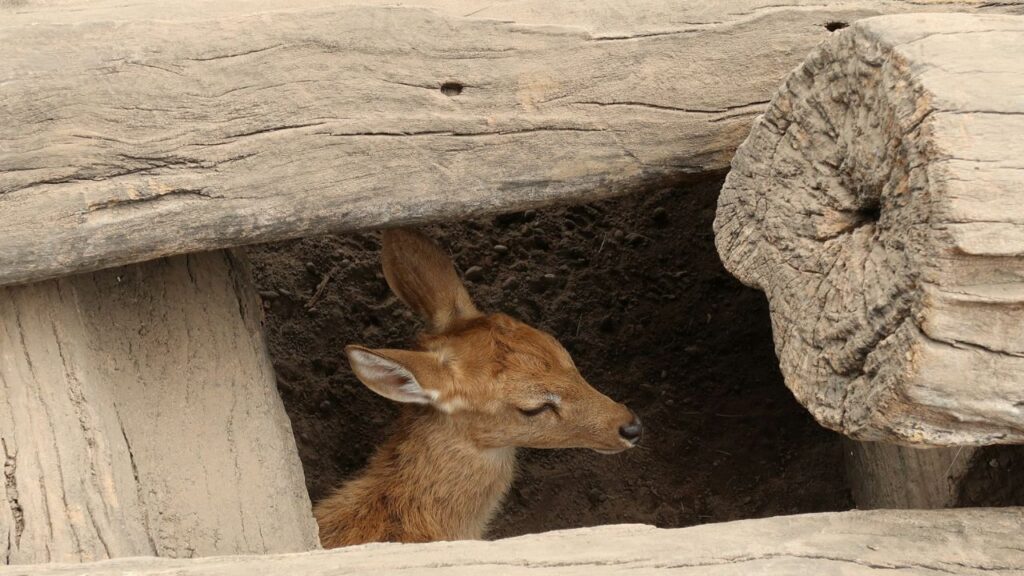 Rescue of a Trapped Deer