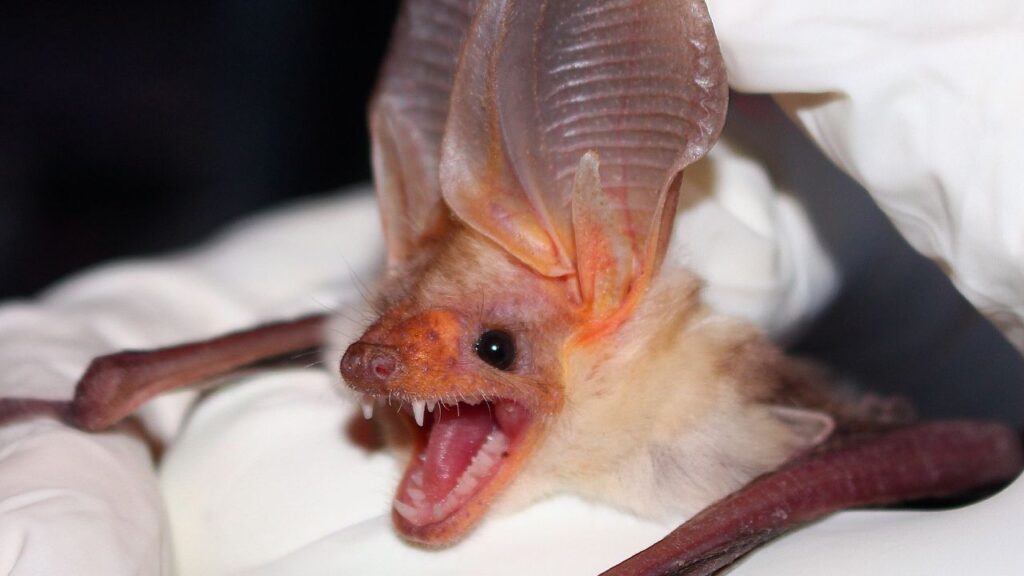 Pallid Bat