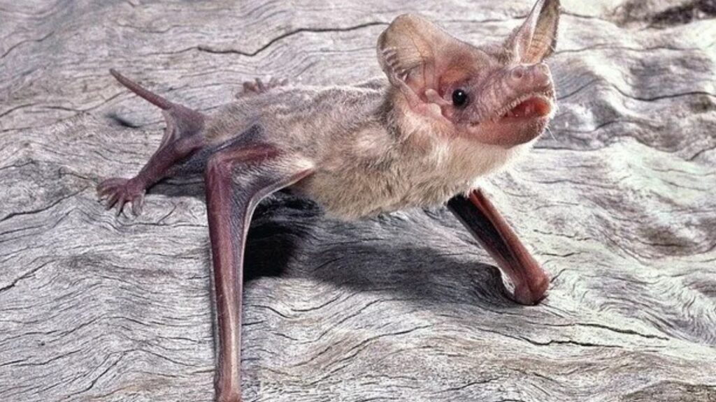 Mexican Free-tailed Bat