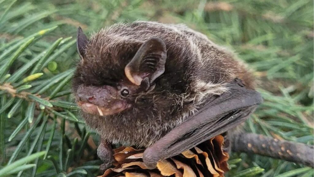 Little Brown Bat
