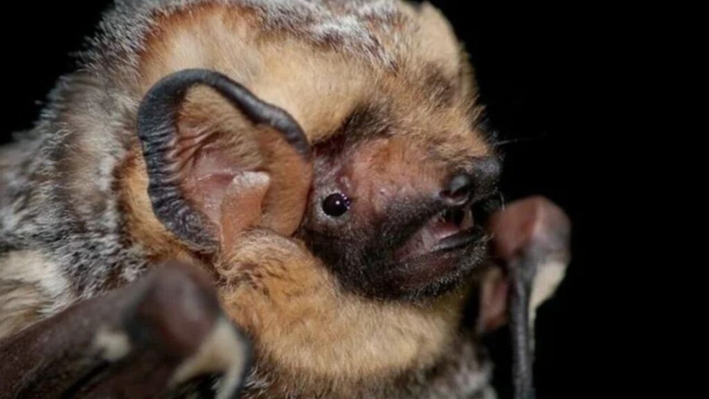 Hoary Bat
