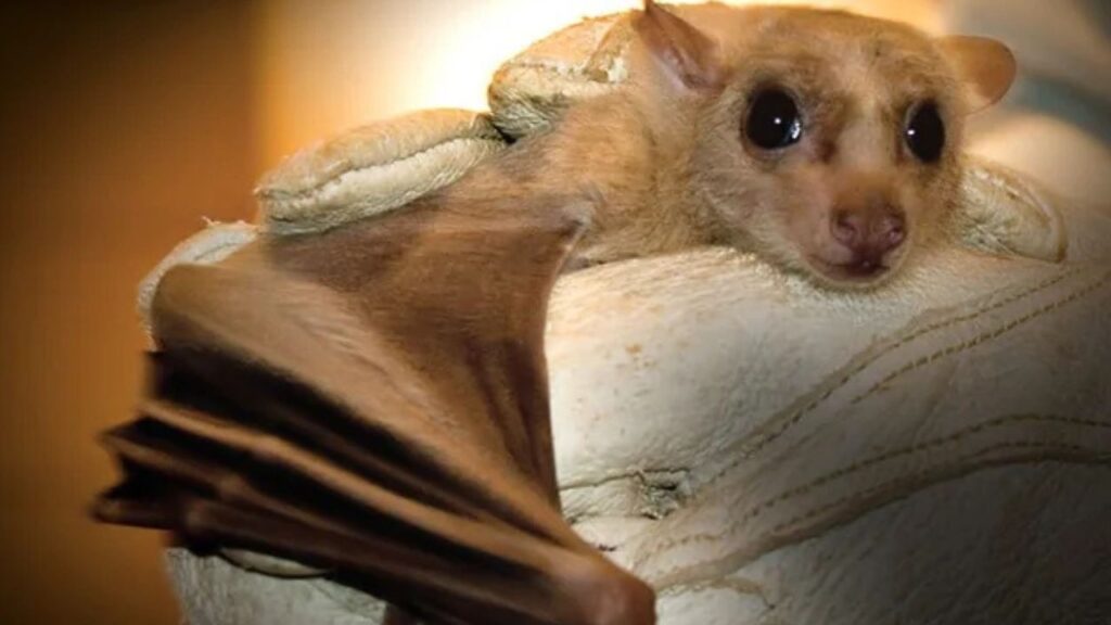 Egyptian Fruit Bat
