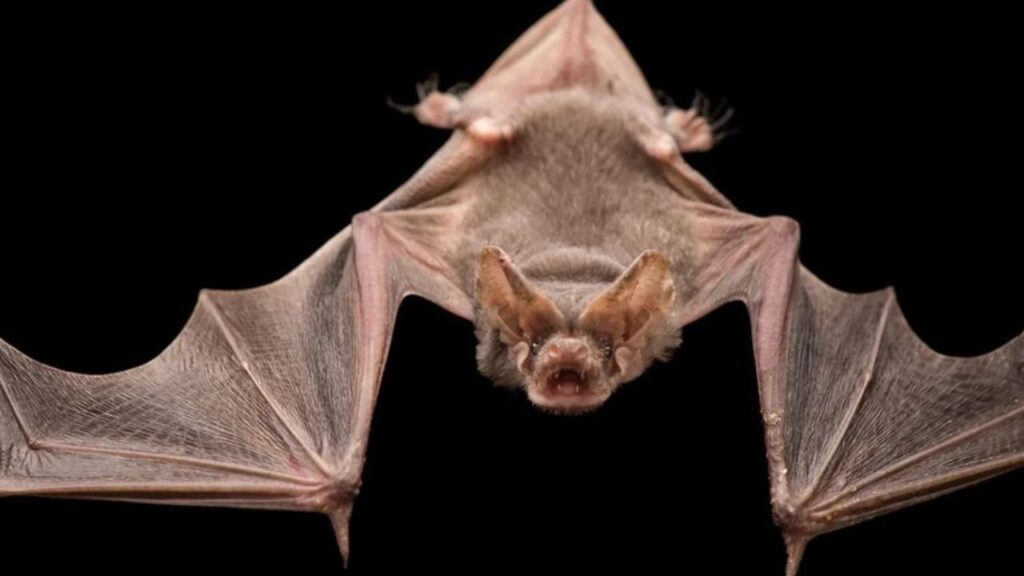 Brazilian Free-tailed Bat