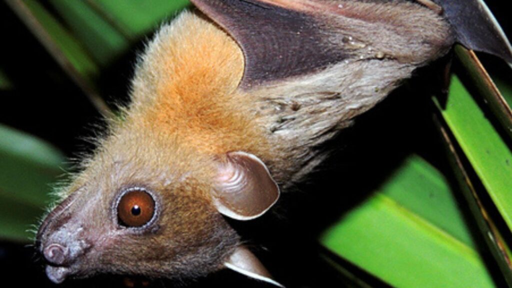 Greater Short-nosed Fruit Bat
