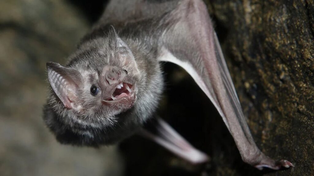 Common Vampire Bat