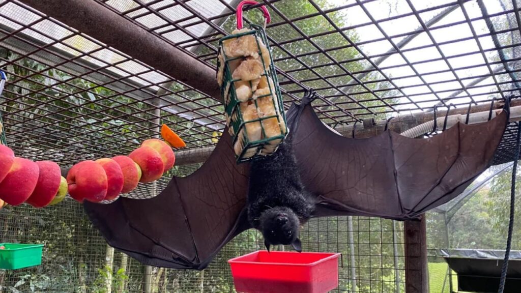 Black Flying Fox