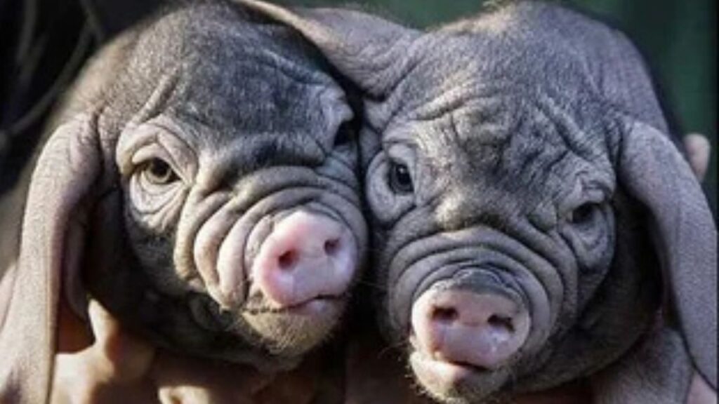 Meishan Mini Pig