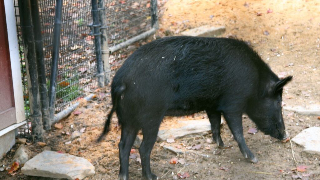 Ossabaw Island Pig