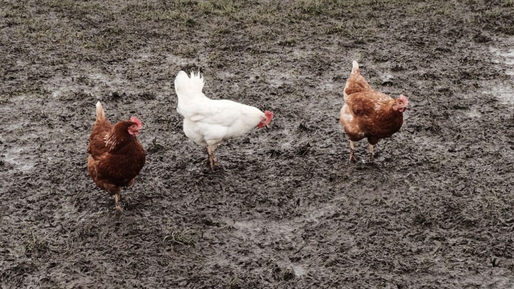 Chicken manure fertilizer in garden soil