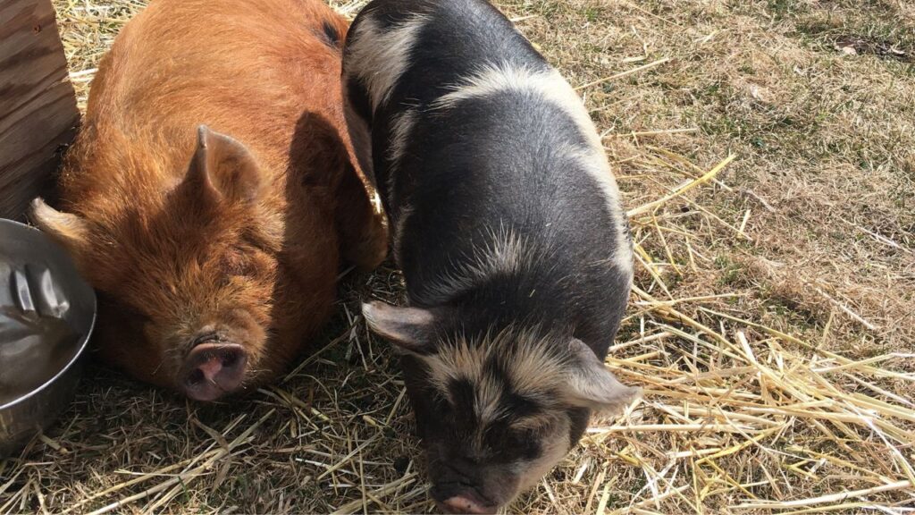KuneKune Pigs