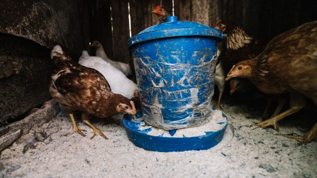 Chickens eating kitchen scraps food waste