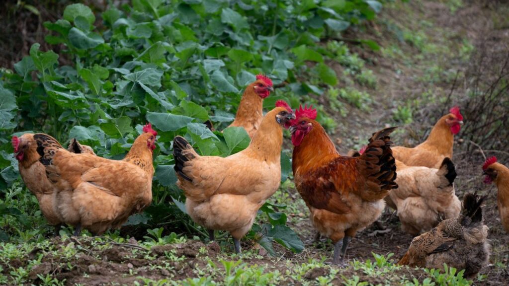 Chickens in garden