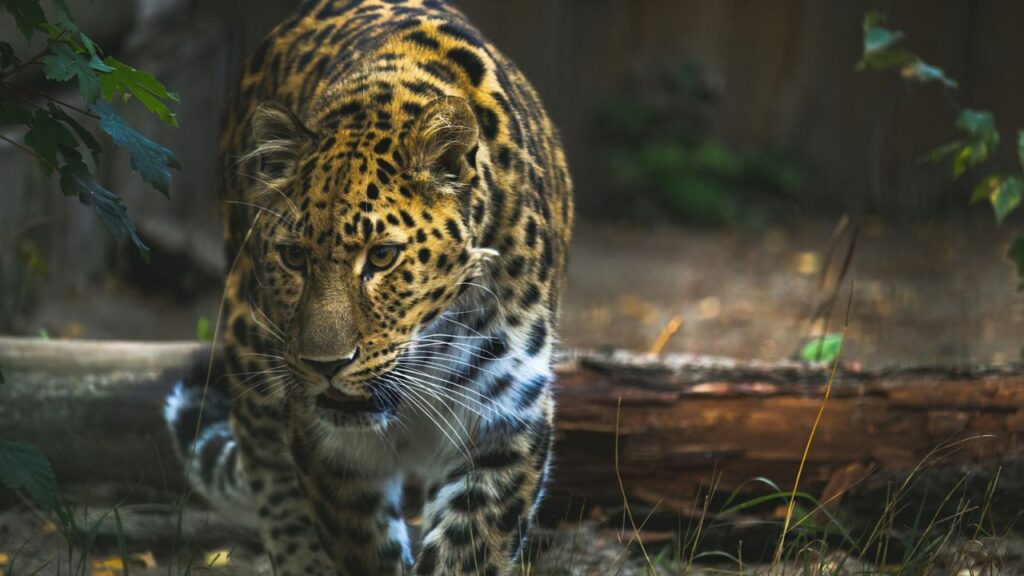 Amur Leopard