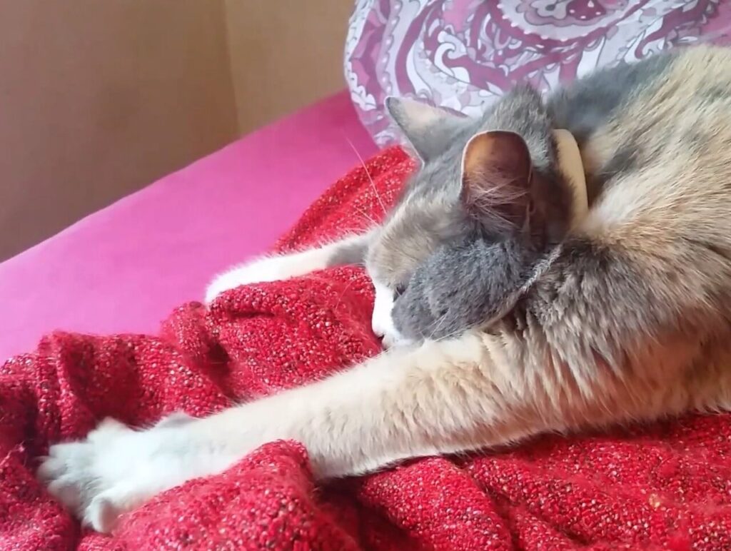 cat kneading