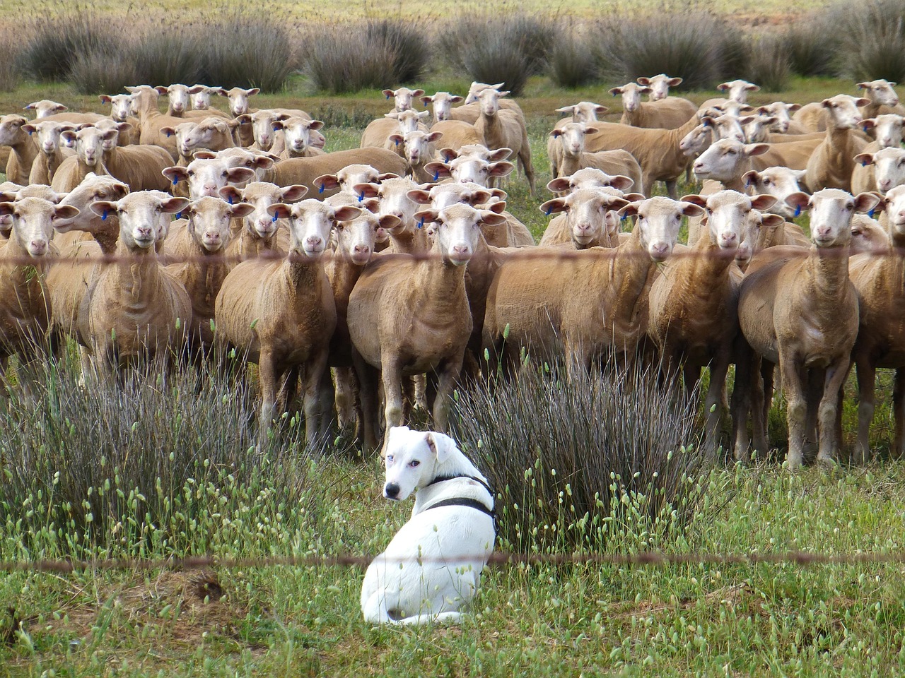 Dog looking over sheep