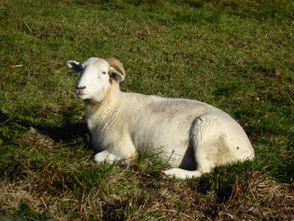 dorset sheep