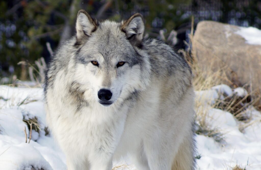 A Mackenzie Valley Wolf