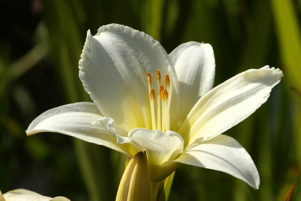 Daylily