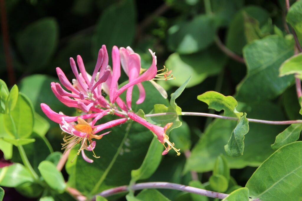 Honeysuckle