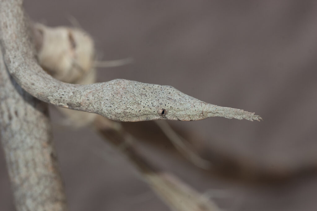 leaf nosed snake