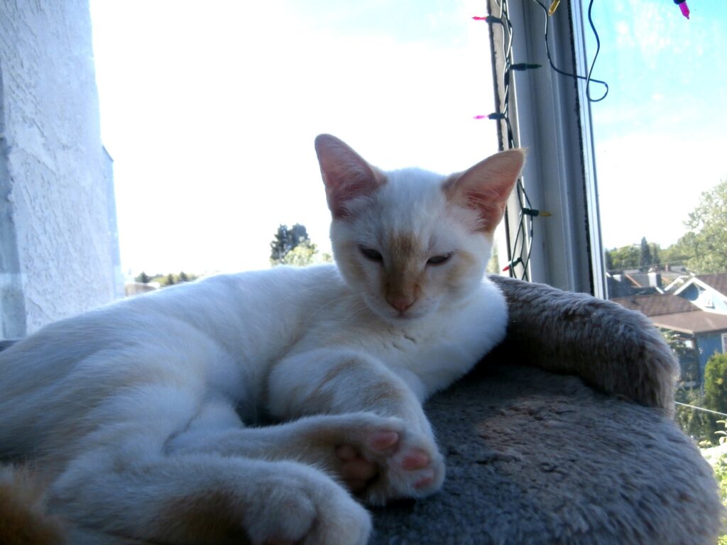 flame point siamese