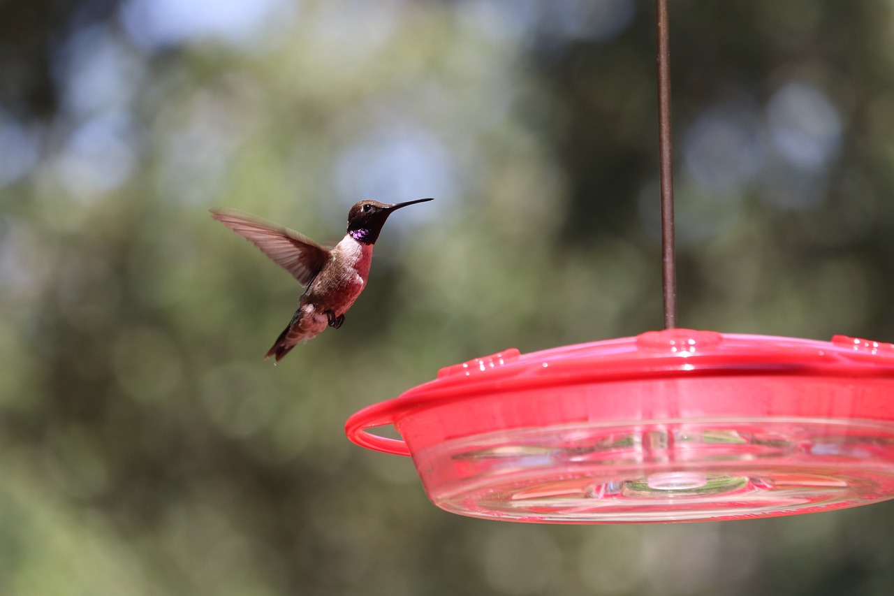 Humming bird fountain