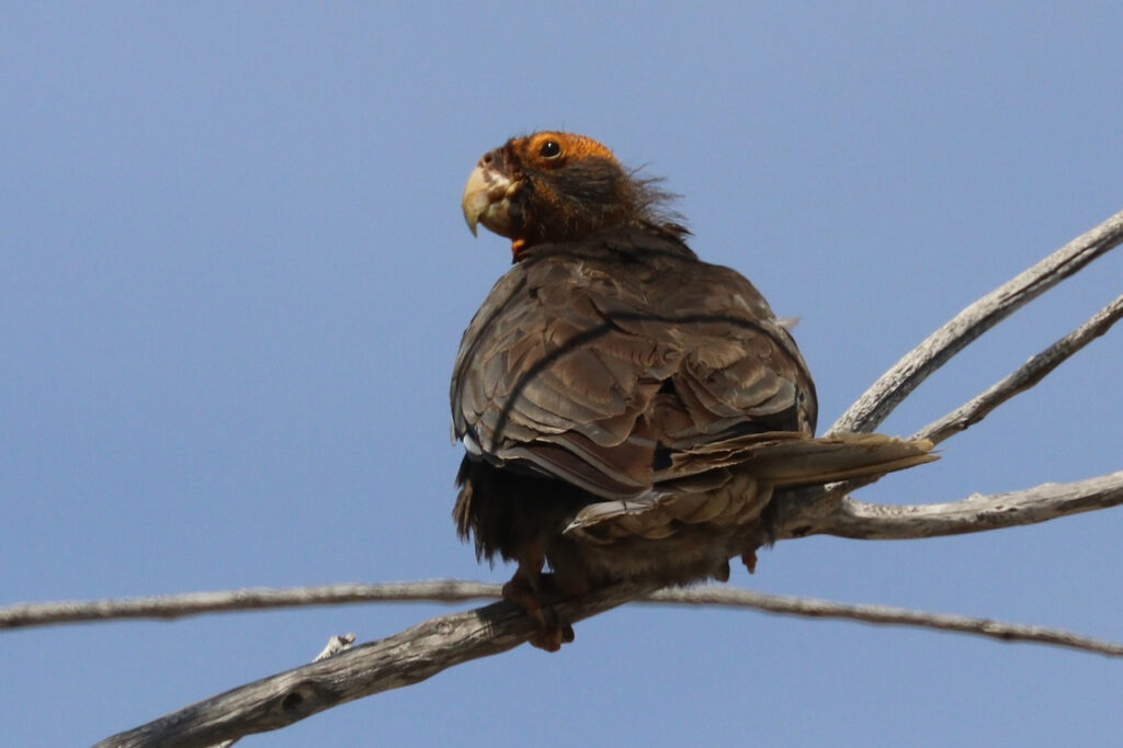 Greater_vasa_parrot_(Coracopsis_vasa_drouardi)_female,_breeding_plumage-2