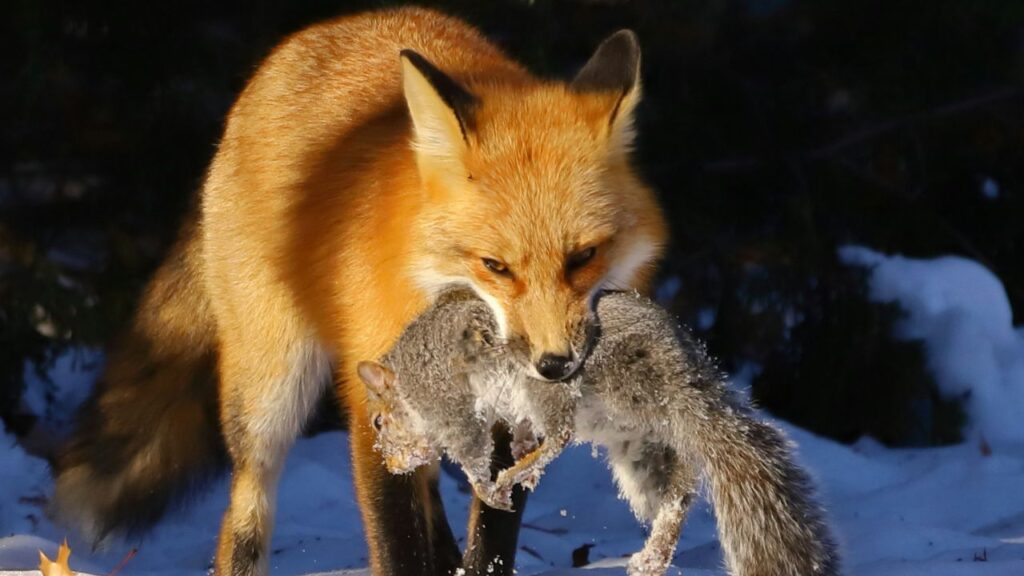 Red fox