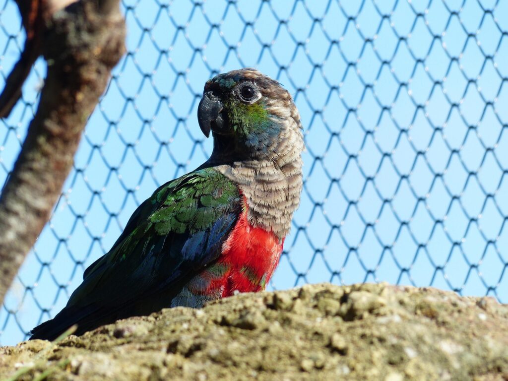A red-bellied parrot