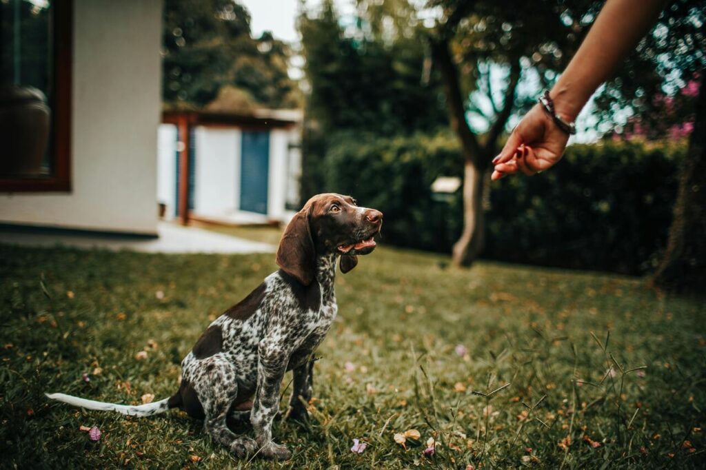 Dog obeying command