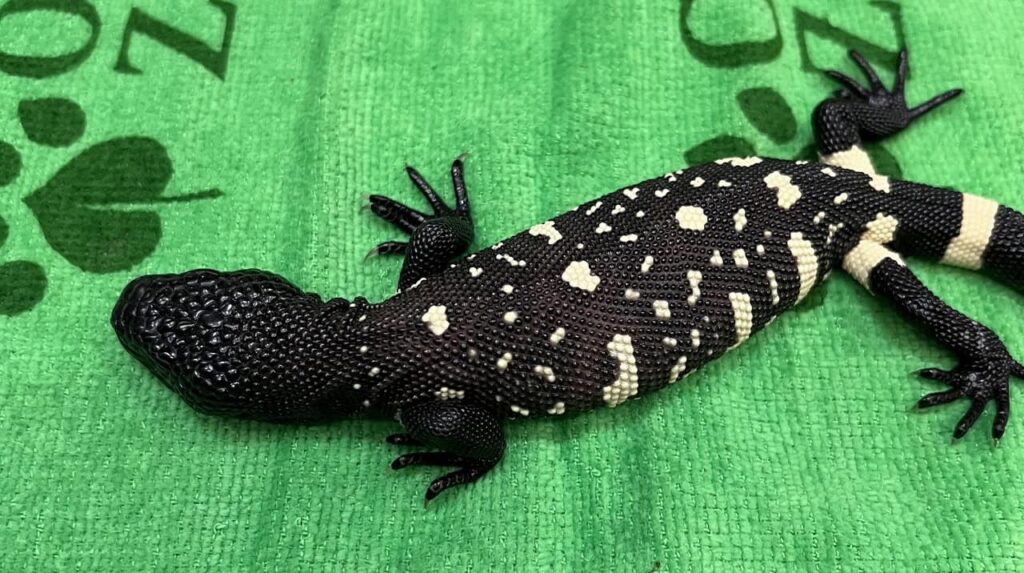 Guatemalan Beaded Lizard