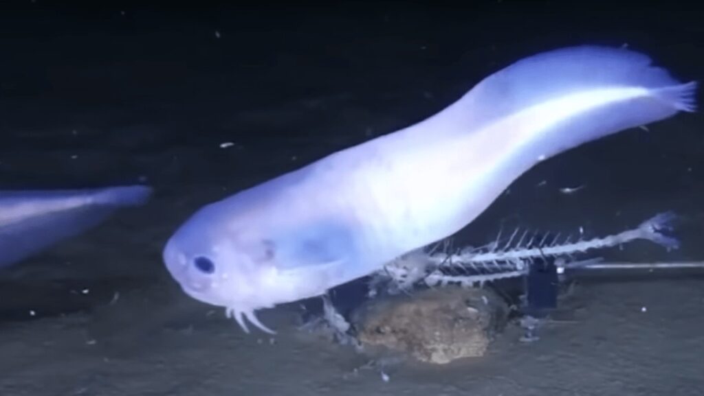 atacama snailfish