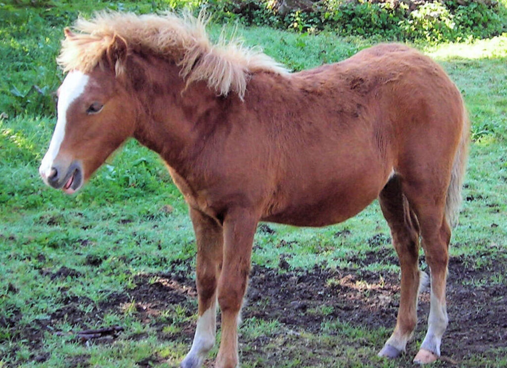 Kerry Bog Pony