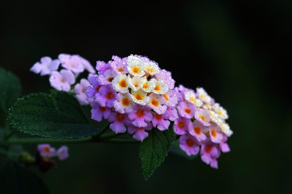 Lantana