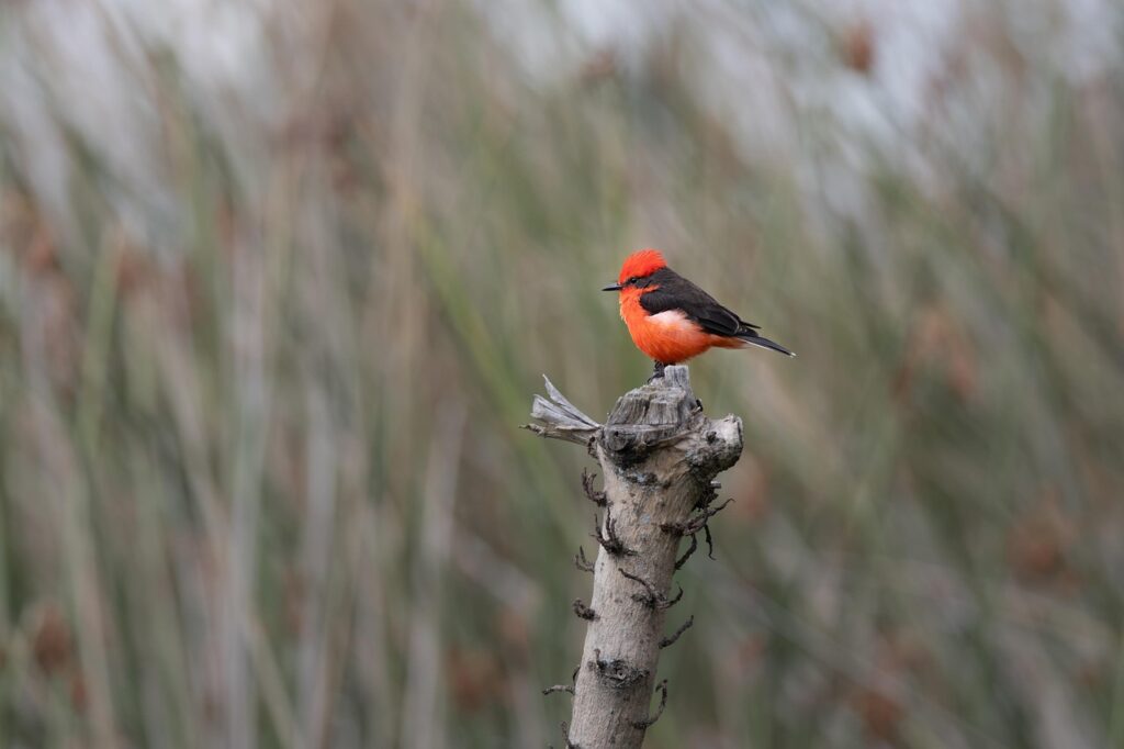 A Vermilion Flycatcher