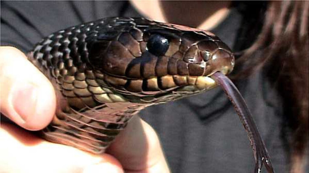 A Texas Indigo Snake