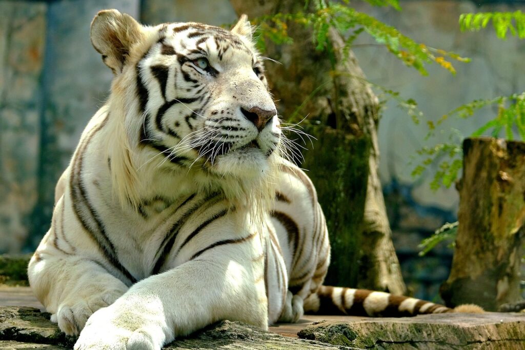 Siberian Tiger