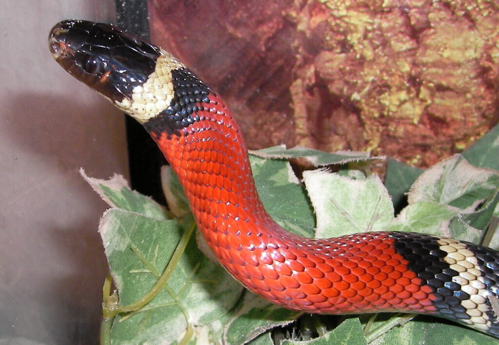 sinaloan milk snake