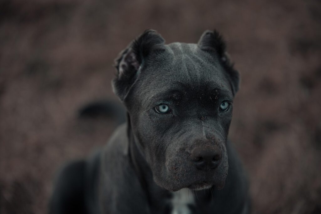 Bandog