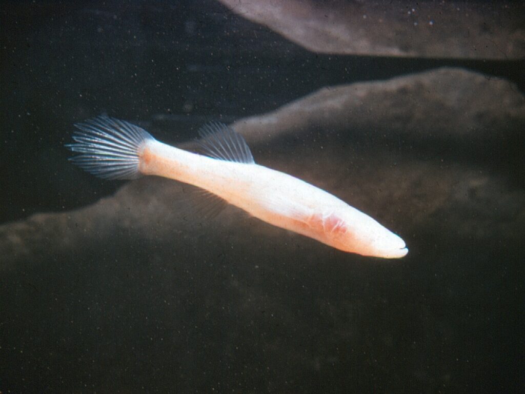 luminous cave fish