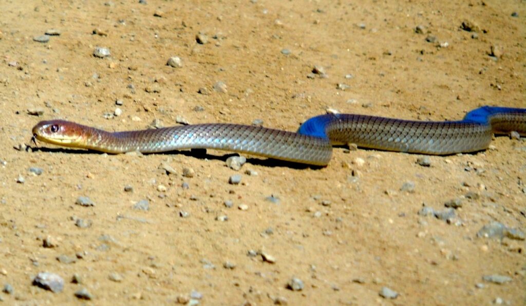 Neotropical Whipsnake 