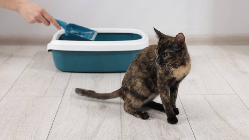 Cat litterbox