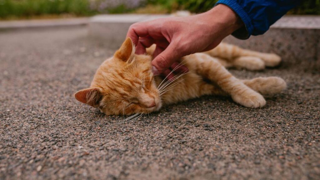Petting a cat