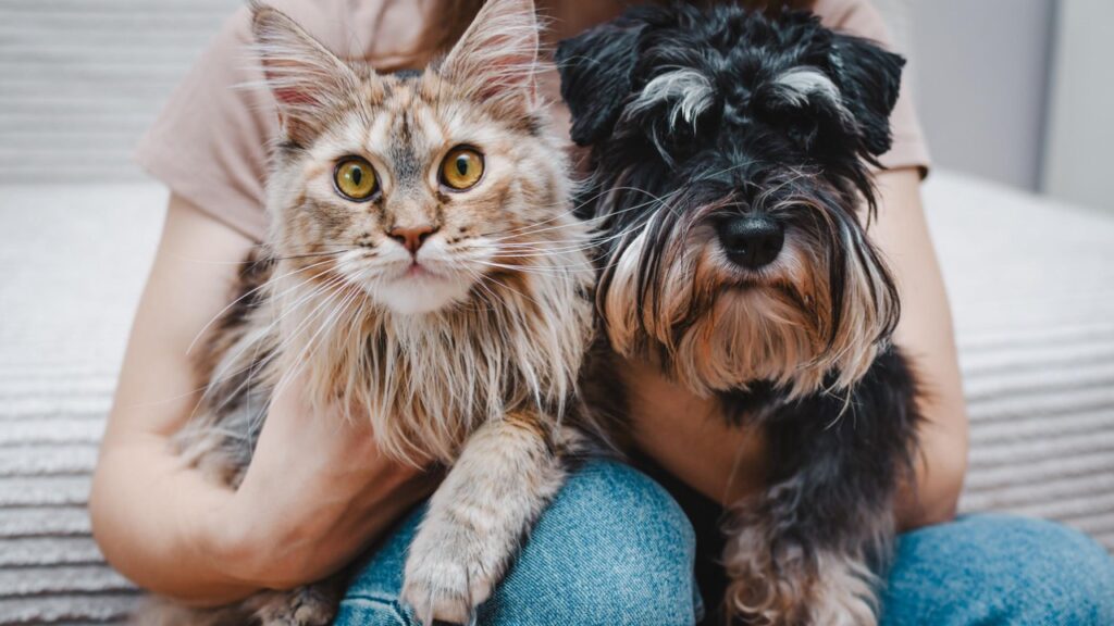 Cat and dog