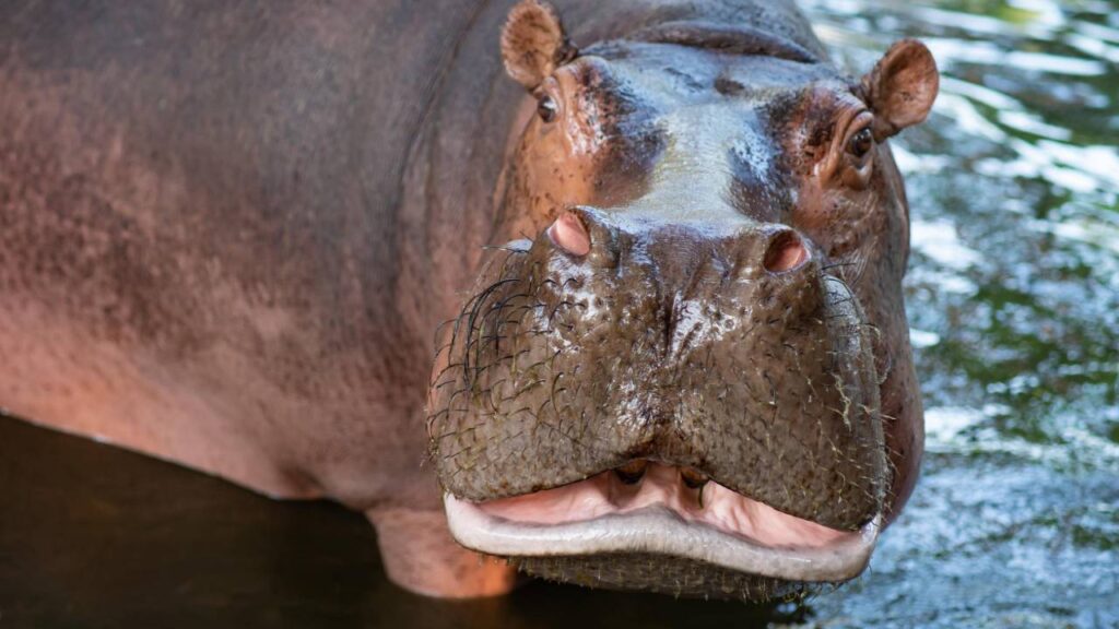 Hippo