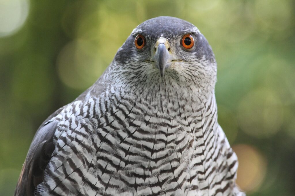 A Northern Goshawk