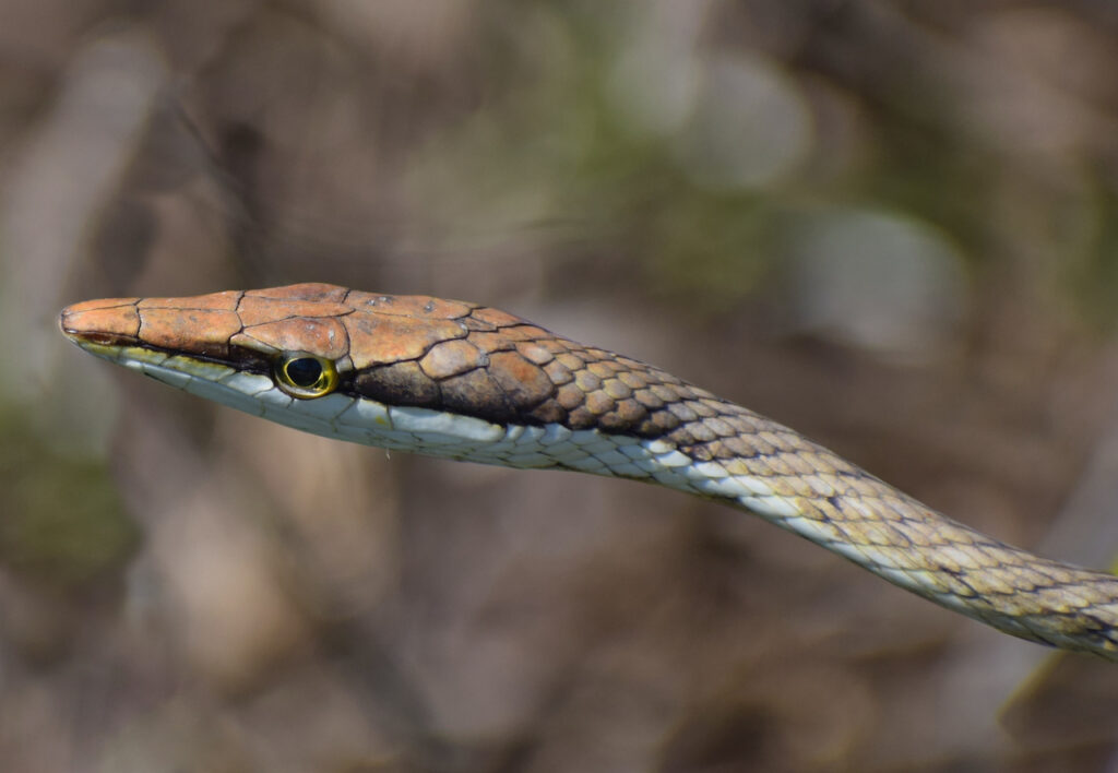 mexican vine snake