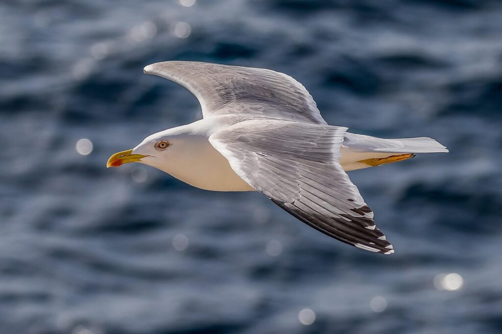 An American Herring Gull