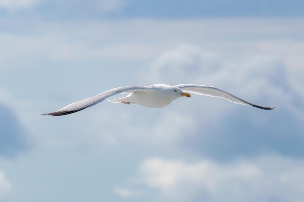 An American Herring Gull flying
