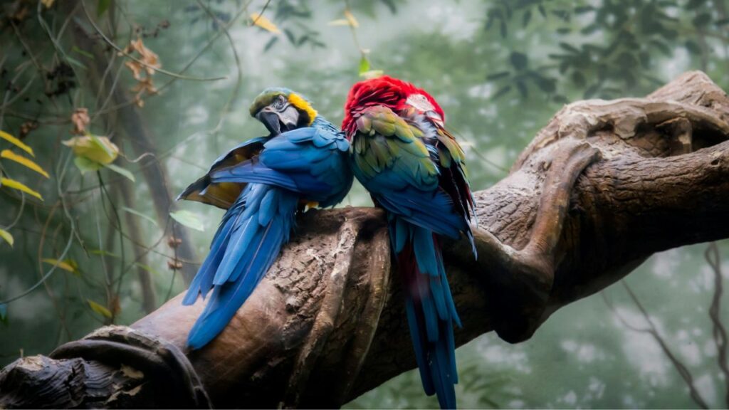 Parrots